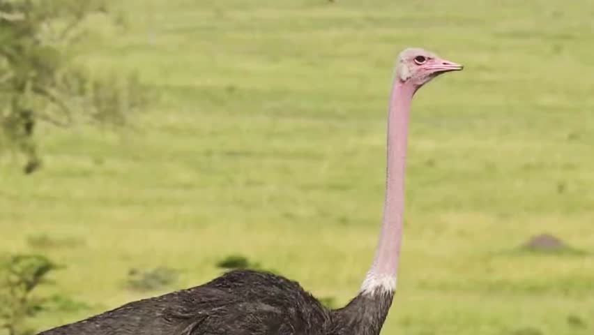 Ostrich With Pink Neck Profile in African Savanna