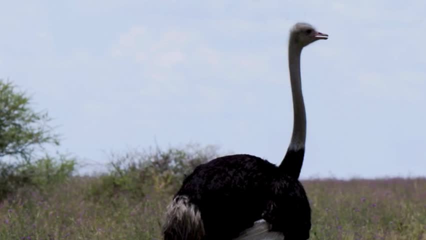 Male Ostrich Standing on Open Savanna Field