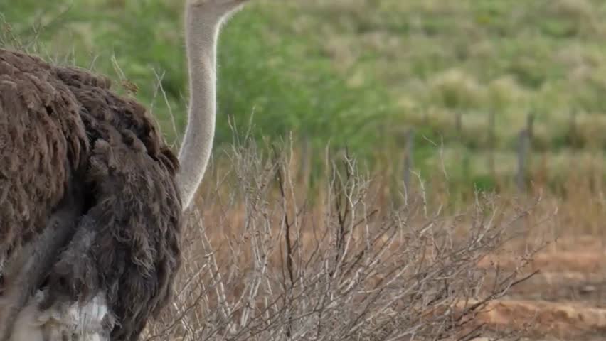 Female Ostrich Side Profile in Grassland
