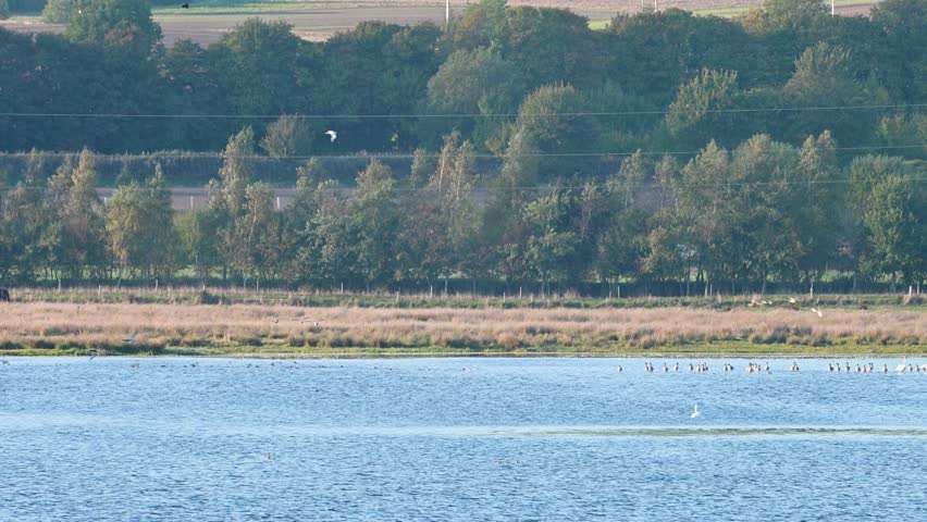 Aerial view of a lake with a small flock of birds near its edge.