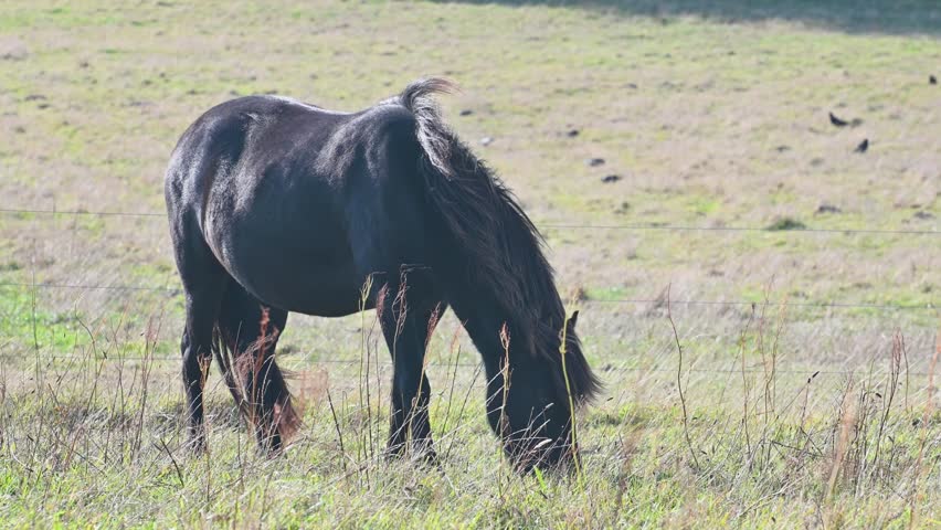 A young horse grazing in a field with sparse grass and scattered bushes.