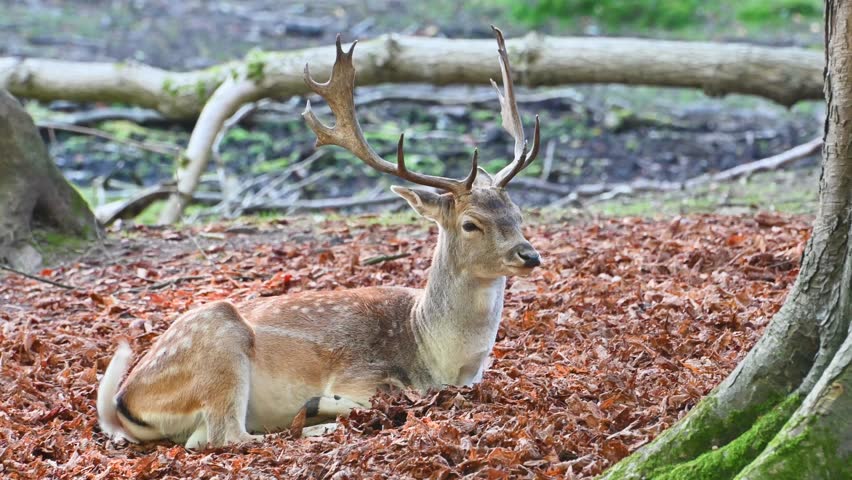 Sika deer resting in Marselisborg forest.