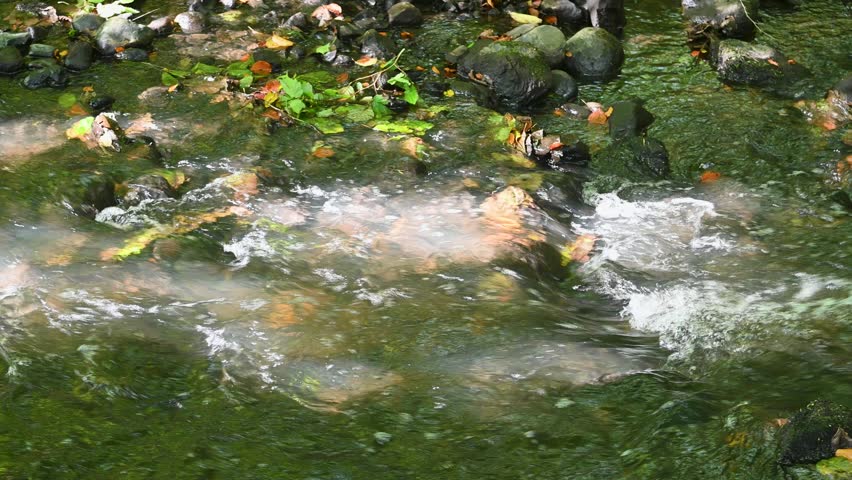 Small creek flowing in Marselisborg wood.