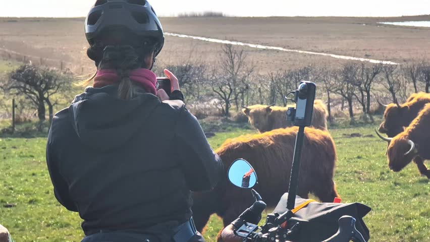 Female cyclist stopping during her ride to take a picture with her smartphone of a herd of highland cattle grazing peacefully in a sunny, green field in the countryside