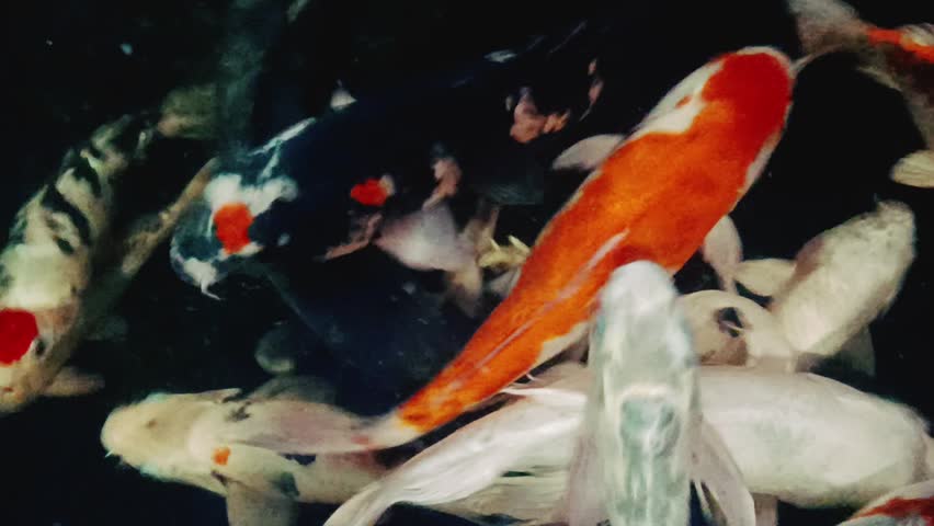 Orange and White Koi Fish Swimming in Ornamental Pond Close Up