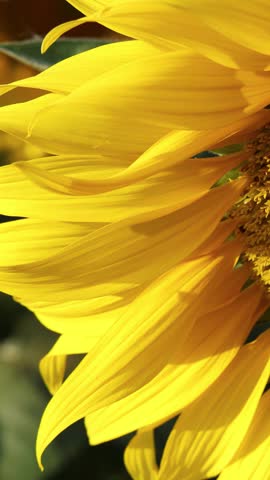 Macro shot of a sunflower head under bright sunlight, highlighting detailed seeds and petals.