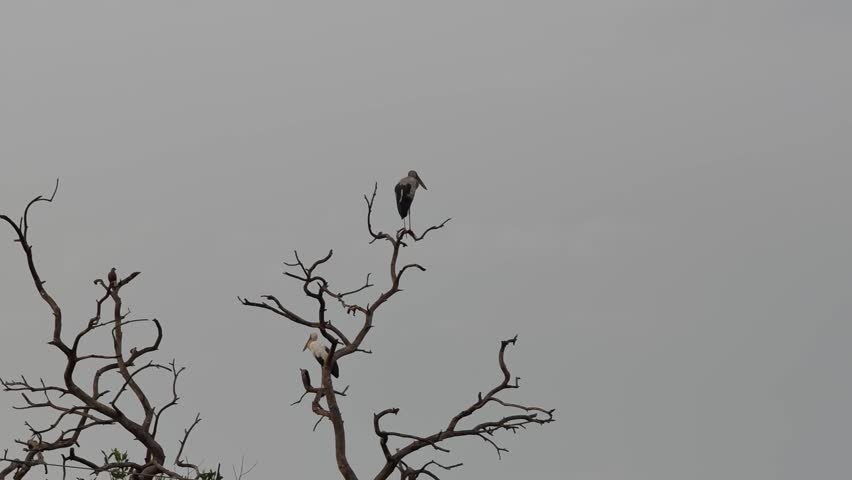The bird is perched on a dry branch.