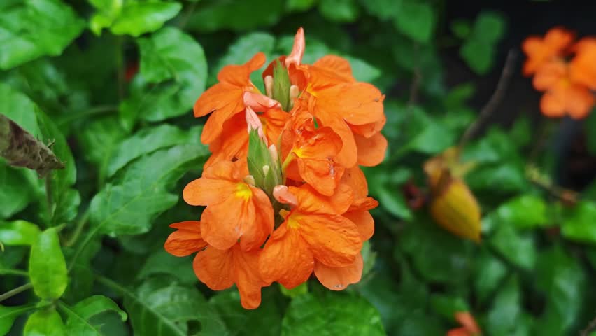 Orange flower Crossandra (Crossandra infundibuliformis). Firecracker flower, which blooms in gardens