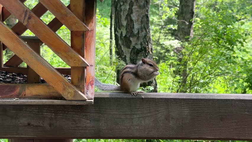 A wild chipmunk eats next to a wooden feeder in a summer forest. 4K footage