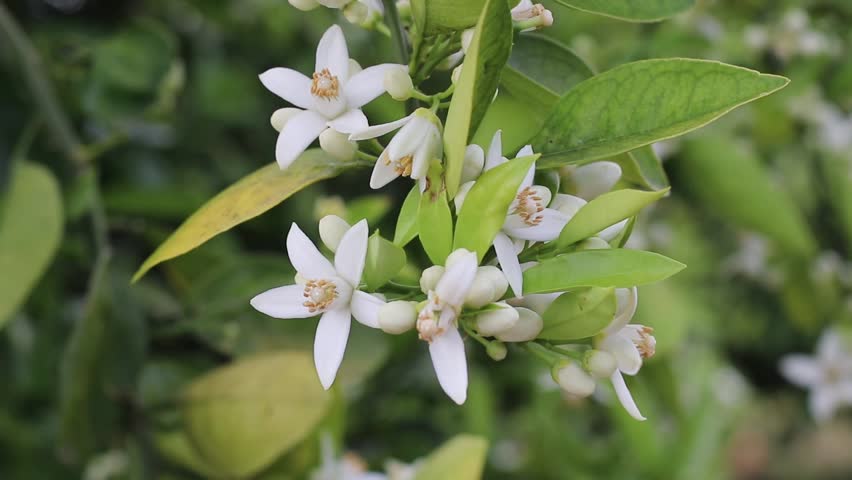 Orange tree branch covered with fragrant white blossoms, buds and green leaves hanging in a spring garden. Orange blossom, neroli and citrus flowers prized for perfume, scent and fragrance.