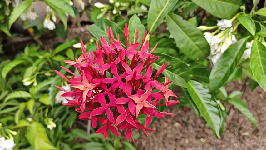  A close-up image of vibrant red isora ​​flowers in full bloom in the garden.