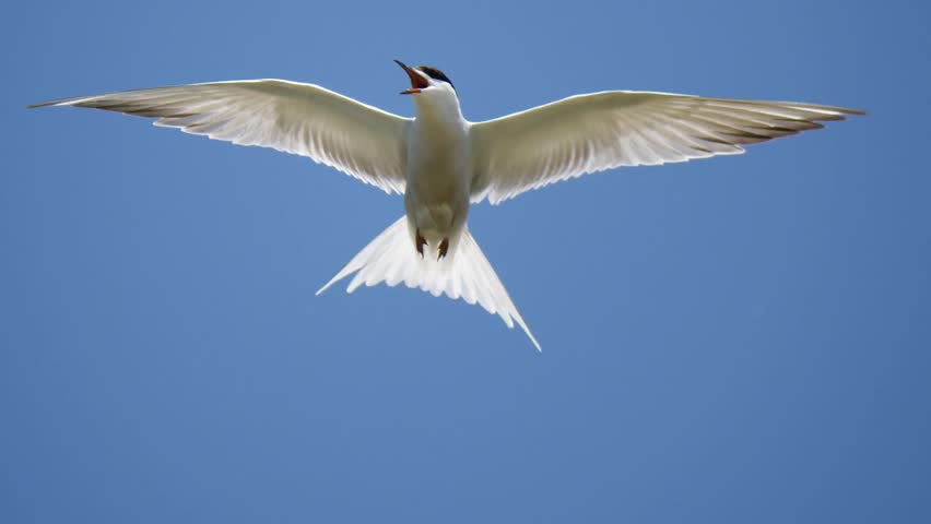 Graceful white tern bird flying with fully spread wings against a clear solid blue sky, soaring wildlife in natural habitat.