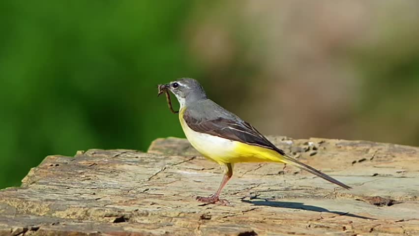 Small yellow and grey wagtail bird holding an insect prey in its beak, perching on a textured wooden surface against a smooth blurred green natural background.