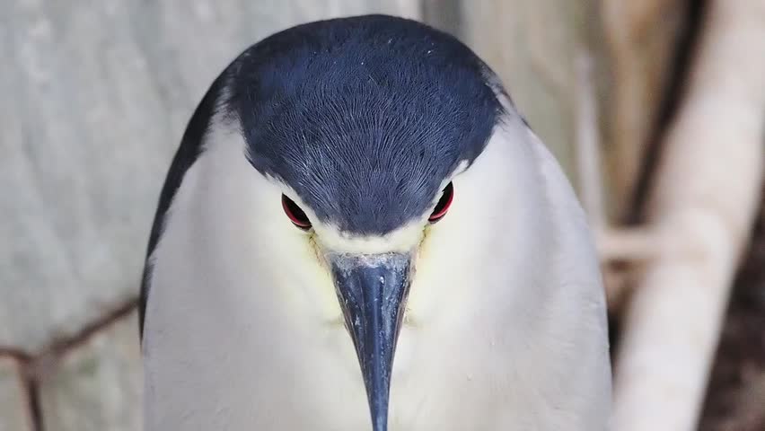 Extreme close-up head portrait of a black-crowned night heron staring intensely with striking red eyes and sharp beak against a soft background.