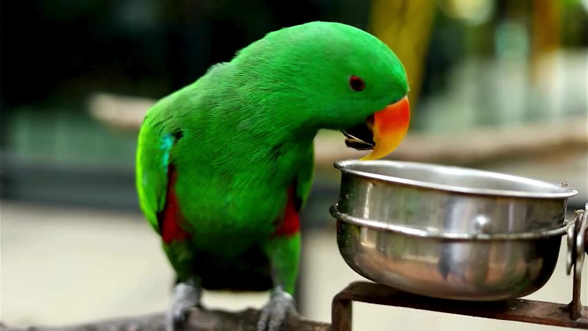 A vibrant green Eclectus parrot eats seeds from a metal bowl.