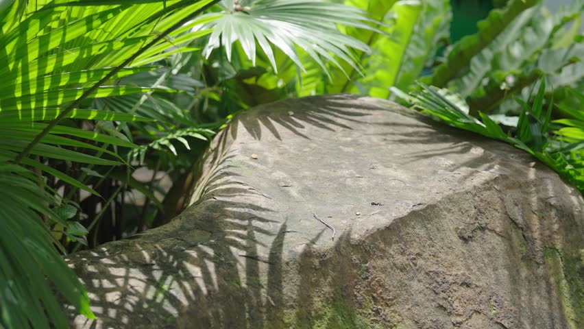 Large natural rock surrounded by lush tropical palm leaves with moving sunlight and shadow in botanical garden.
