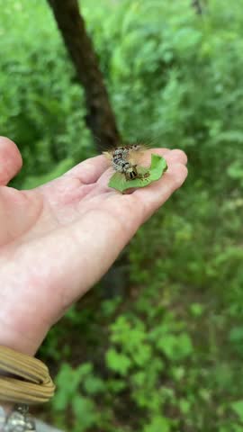 Vertical video of a hairy spongy moth caterpillar eating a green leaf while sitting on an open human palm, with a blurred forest green foliage in the background, 4k