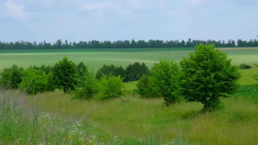 A wide, scenic view of rural agricultural landscape featuring patchwork fields of green crops and yellow wheat under a cloudy sky. Small green trees and wild grasses stand in the foreground, showcasing beautiful farming terrain, nature, and agronomy.