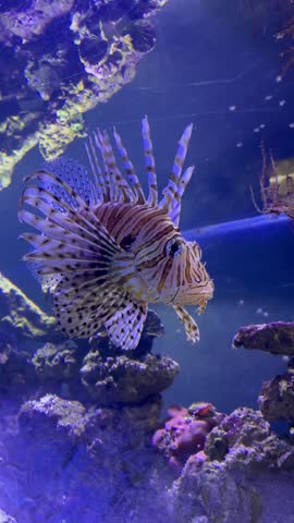 Lionfish swimming close-up in a blue aquarium tank