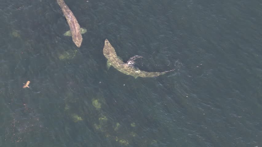 Aerial view of basking sharks at Muckross Head ,Donegal - Ireland