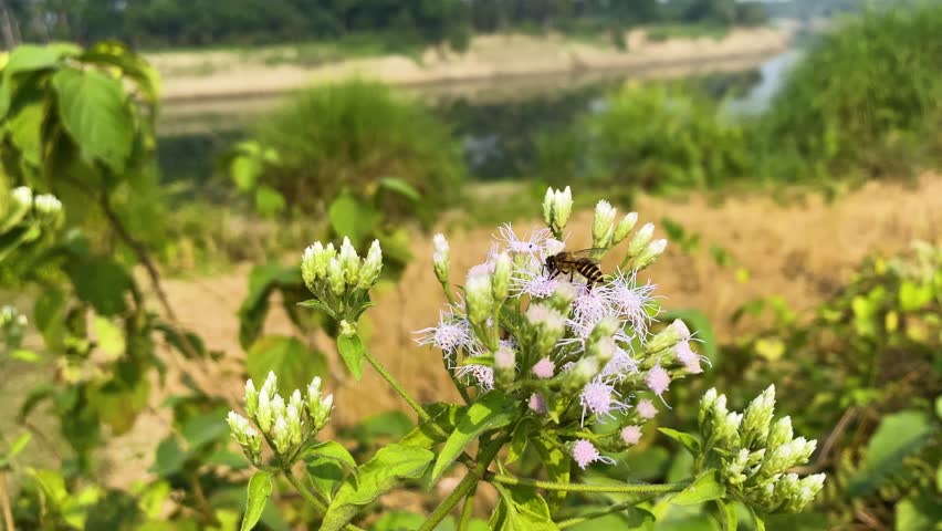 Honey bee pollinating and feeding nectar from purple Siam weed flower.