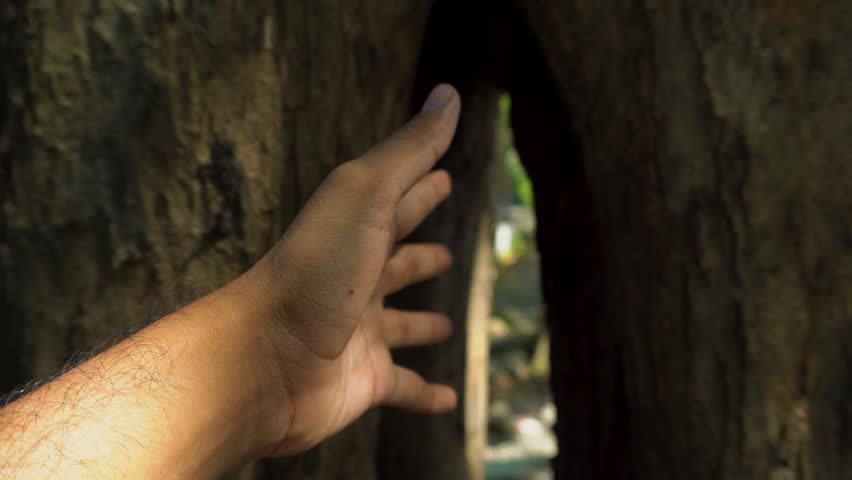Human Hand Reaching Into A Deep Tree Trunk Crevice In Natural Daylight