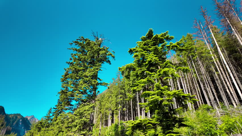 A low angle view looking up at green pine trees and dead broken tree trunks in the woods under a clear blue sky in Tatra National Park.