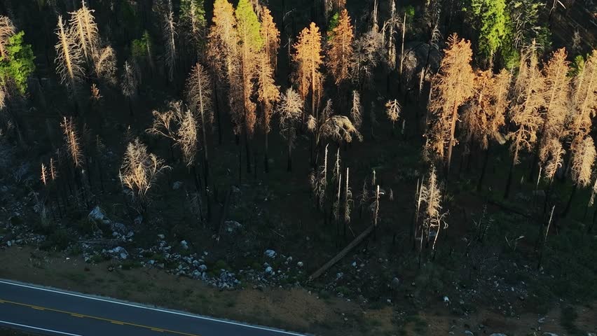 The view shows a forest in the USA from above. Some trees are dead while others have healthy green leaves. The sunlight highlights the colors of the trees at a late afternoon time.