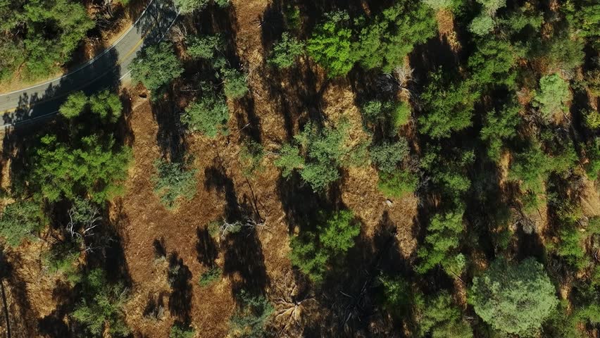 A top view of trees and a winding road in a forest area in the USA. Sunlight creates shadows on the ground among the greenery. The landscape appears natural and untouched.