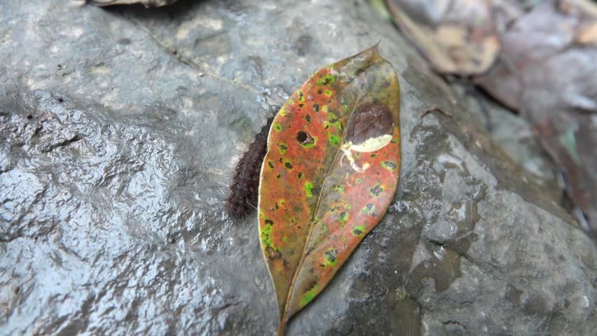 It is probably a caterpillar of the genus Euproctis sp. (Erebidae) China. Xining