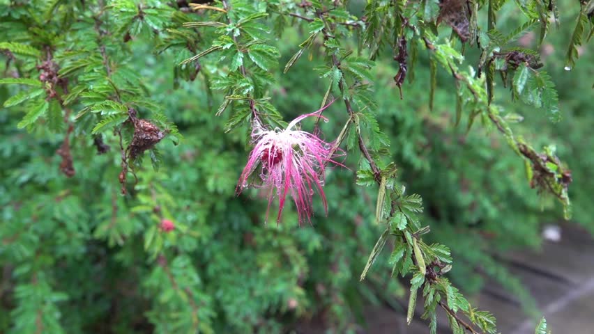 Acacia, wisteria, albizia flower after a winter rainstorm