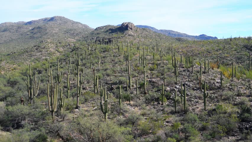 Dense forest of saguaro cacti (Carnegiea gigantea) and other smaller cactus species growing on mountain slopes in the Sonoran Desert, within the Tucson Mountains region, Arizona, USA