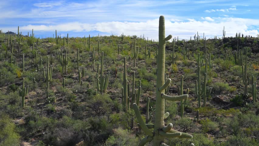 Dense forest of saguaro cacti (Carnegiea gigantea) and other smaller cactus species growing on mountain slopes in the Sonoran Desert, within the Tucson Mountains region, Arizona, USA