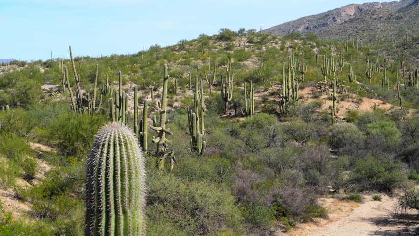 Dense forest of saguaro cacti (Carnegiea gigantea) and other smaller cactus species growing on mountain slopes in the Sonoran Desert, within the Tucson Mountains region, Arizona, USA