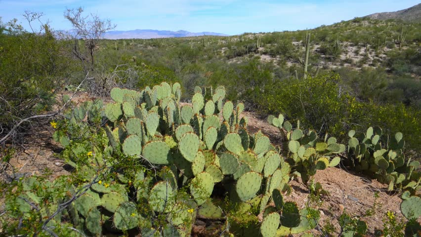 Dense forest of saguaro cacti (Carnegiea gigantea) and other smaller cactus species growing on mountain slopes in the Sonoran Desert, within the Tucson Mountains region, Arizona, USA