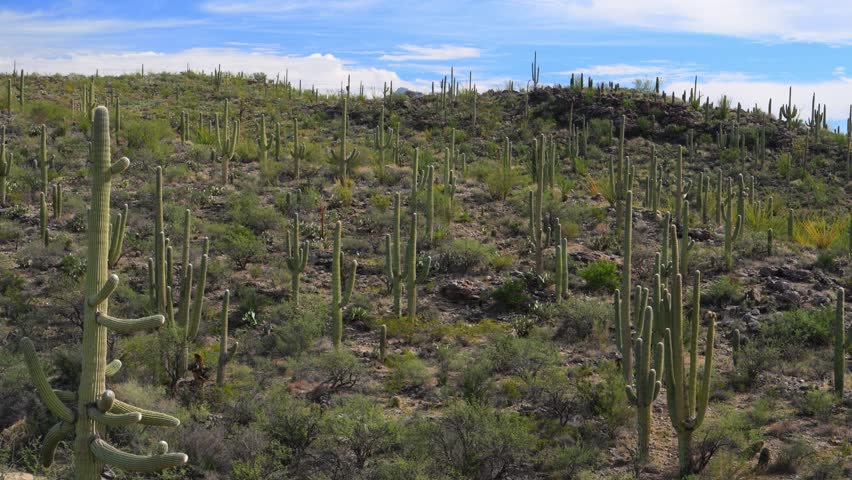 Dense forest of saguaro cacti (Carnegiea gigantea) and other smaller cactus species growing on mountain slopes in the Sonoran Desert, within the Tucson Mountains region, Arizona, USA