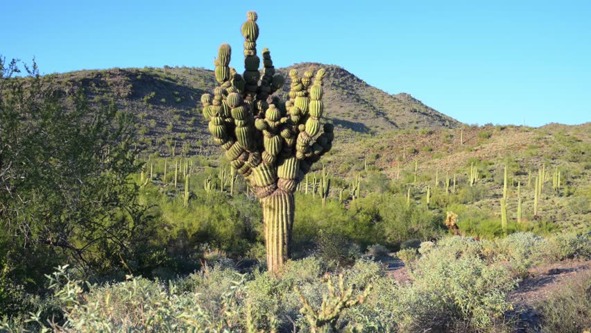 Arizona, USA: A deformed giant saguaro cactus (Carnegiea gigantea) resembling the "Michelin Man", growing in Cave Creek, Arizona. This iconic columnar cactus is estimated to be more than 150 years old. Its unusual appearance is caused by a developmental mutation or fasciation-like growth abnormality, producing distinctive wave-like ridges and convolutions along its branches. The specimen is located along a hiking trail in Cave Creek Regional Park, Sonoran Desert, Arizona