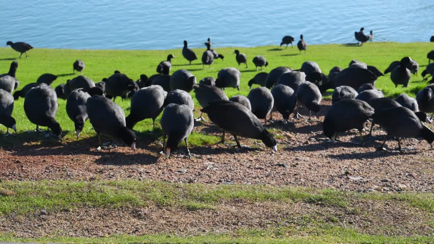 Fountain Park, American Coots (Fulica americana), also known as "mud hens". While they resemble ducks, they are actually members of the rail family (Rallidae), making them more closely related to cranes than to true ducks. Fountain Hills, Arizona