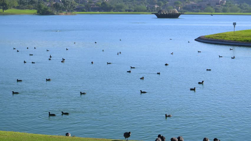 Fountain Park, American Coots (Fulica americana), also known as "mud hens". While they resemble ducks, they are actually members of the rail family (Rallidae), making them more closely related to cranes than to true ducks. Fountain Hills, Arizona