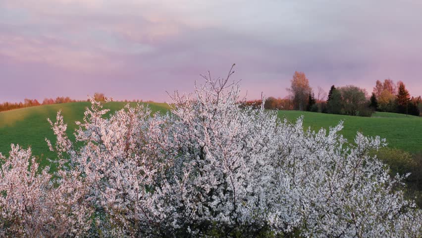 Stunning aerial spring landscape featuring a blooming white tree on vibrant rolling green hills during a peaceful golden hour sunset.