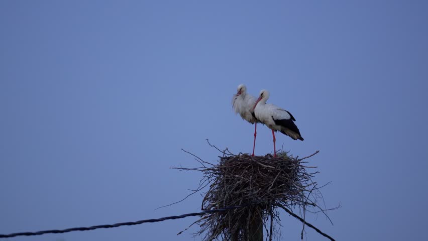A pair of white storks standing together in a large twig nest on a utility pole against a clear blue twilight sky.