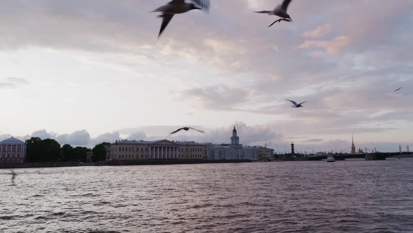 Flock of seagulls soaring above Neva River waterfront with grand classical buildings, spires, cityscape silhouetted against dramatic cloudy sky at dusk.