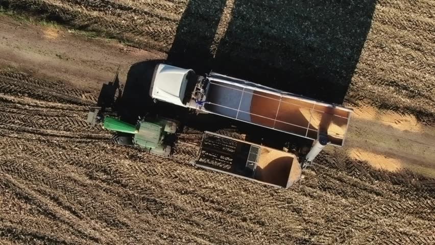 Large tractor and trailer collecting corn in expansive farm field under bright sky. Equipment efficiently processes crops, showcasing modern agricultural practices and rural setting.