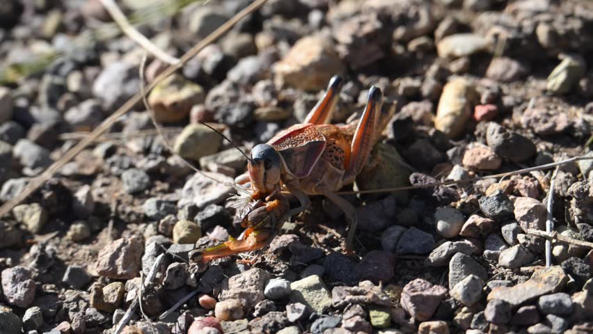 In this video, a womanizer grasshopper (Brachystola magna) is seen eating another grasshopper. These are large, flightless grasshoppers native to North America. Although they are primarily herbivorous, they are known to be omnivorous and can be cannibalistic, eating other insects, including grasshoppers.