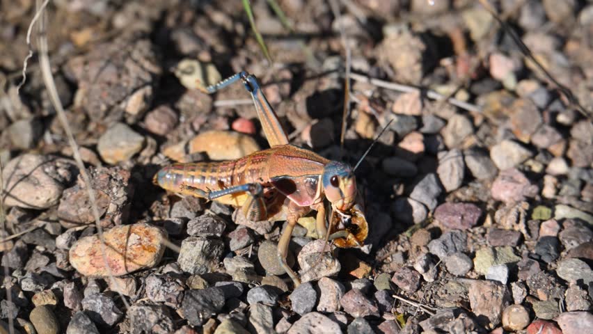 In this video, a womanizer grasshopper (Brachystola magna) is seen eating another grasshopper. These are large, flightless grasshoppers native to North America. Although they are primarily herbivorous, they are known to be omnivorous and can be cannibalistic, eating other insects, including grasshoppers.