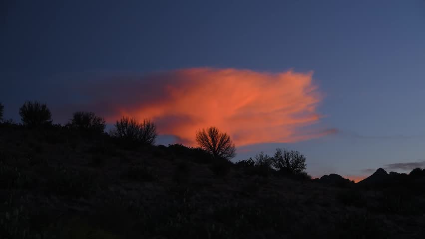 New Mexico, A desert landscape featuring the silhouettes of prickly pear cacti (Opuntia spp., Cactaceae) in the foreground against a colorful sunset. Vivid pink and orange clouds contrast with the deep blue evening sky, creating a dramatic arid scenery of the American Southwest.