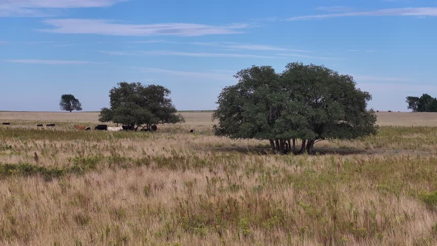 countryside scenery of Texas state, USA