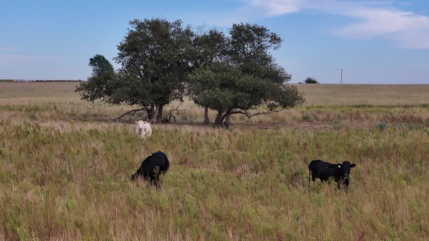 countryside scenery of Texas state, USA