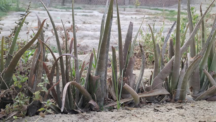 Aloe Vera Plants and landscape