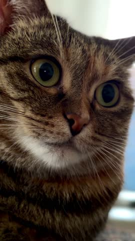 Extreme macro close up portrait of a cute surprised beloved tabby cat with huge wide open black pupils looking at camera. Emotional funny pet face expression. Animal care and domestic life concept.